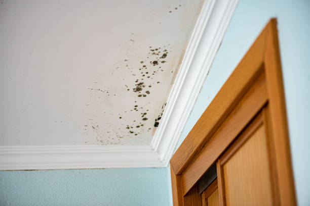 Trusted Chaparral, NM Mold Remediation Experts