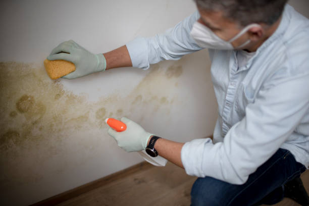  Chaparral, NM Mold Removal Pros
