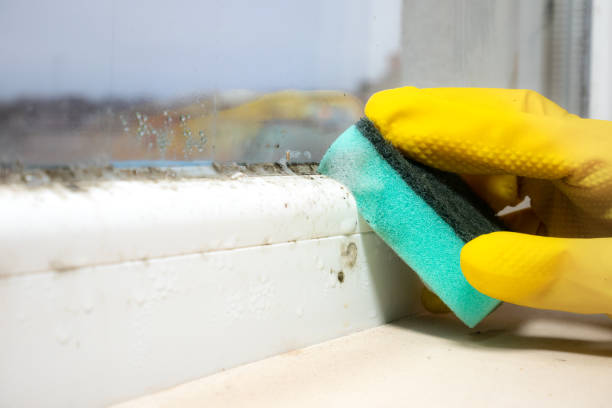 Best HVAC Mold Remediation in Chaparral, NM
