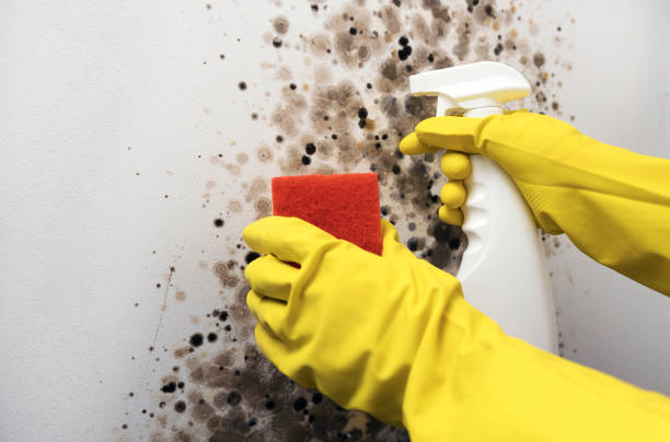 Best Commercial Mold Remediation in Chaparral, NM