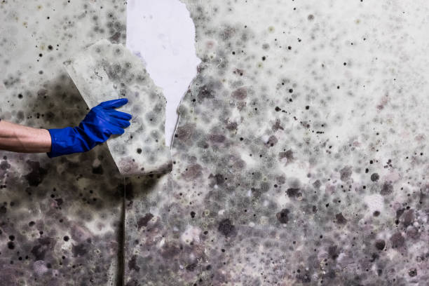Best Emergency Mold Remediation in Chaparral, NM